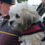Dogs were well represented at the meet too!