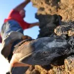 Tiny foot holds covered in barnacles