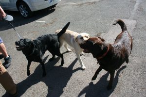 The dogs had just as much fun as the humans!