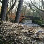 Fungus on a tree, with the old pack horse bridge over the Bovey river in the background