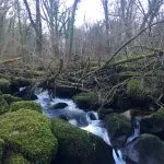 Fallen trees and branches litter the river. Its so deep in the woodland, nobody comes in to remove them!