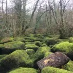 The moss covered boulders of Horsham Steps, Lustleigh Cleave, Dartmoor