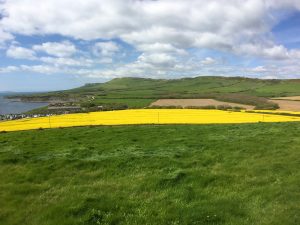 Beautiful yellow fields of oil seed rape